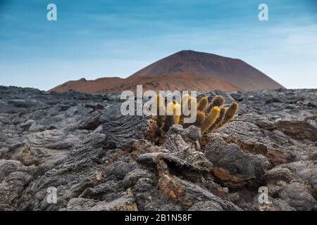 Rare small lava cactus plants manage to survive in otherwise sterile lava fields on Santiago Island, Galapagos Islands, Ecuador Stock Photo