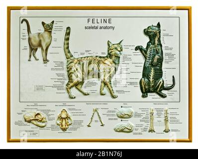 instructional wall sheet, the feline skeleton (russian v) Stock Photo