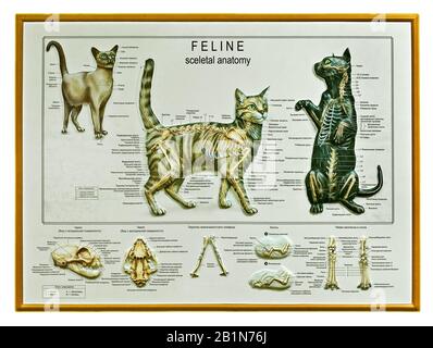 . The anatomy of the domestic animals . Veterinary anatomy. 134