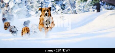 THE CALL OF THE WILD, 2020. © 20th Century Studios / courtesy Everett ...