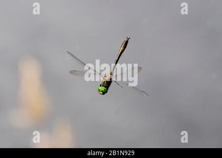 downy emerald (Cordulia aenea), in flight, Netherlands, Overijssel Stock Photo