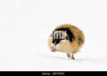Lemming eating hi-res stock photography and images - Alamy
