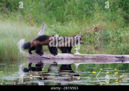 wolverine (Gulo gulo), two wolverines standing on a dead tree trunk in the water, Finland Stock Photo