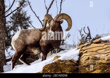 bighorn sheep, American bighorn, mountain sheep (Ovis canadensis), buck standing on a snow-covered rock, USA, Wyoming, Yellowstone National Park Stock Photo