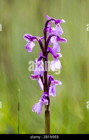 Green-winged orchid, Green-veined orchid (Orchis morio, Anacamptis morio), inflorescence, France Stock Photo