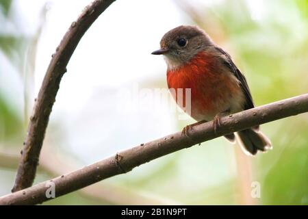 Pacific Robin (Petroica pusilla), female on a tree, Vanuatu Stock Photo