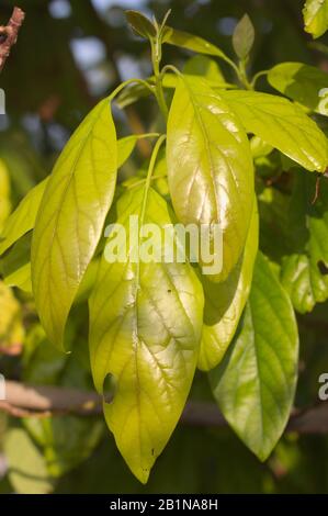 Close-up of a branch with buds and leaves during the summer on an avocado tree Stock Photo