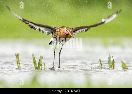 black-tailed godwit (Limosa limosa), landing, Netherlands Stock Photo