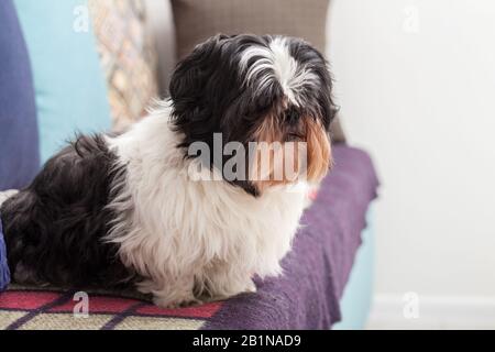 Funny dog ​​is sitting at home on the couch. Shih Tzu breed. pet. Homeliness. Stock Photo
