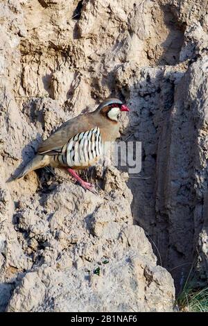 Przewalski's rock partridge (Alectoris magna), standing alert, China Stock Photo