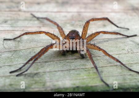 fen raft spider, great raft spider (Dolomedes plantarius), on board, Netherlands, Overijssel Stock Photo