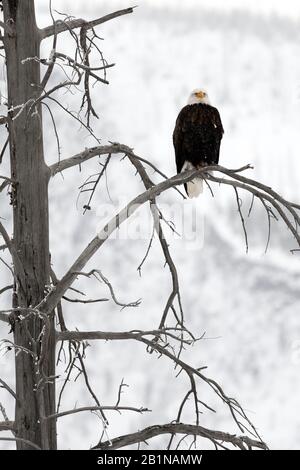 American bald eagle (Haliaeetus leucocephalus), perched in tree at Yellowstone National Park, USA, Wyoming, Yellowstone National Park Stock Photo
