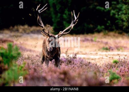 red deer (Cervus elaphus), in heath, Netherlands, Gelderland, Hoge Veluwe National Park Stock Photo