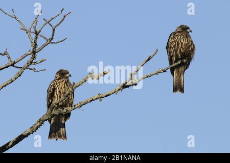 Black-eared Kite, Black kite, Yellow-billed kite (Milvus migrans lineatus, Milvus lineatus), two Black-eared Kites on a branch, Japan, Hokkaido Stock Photo