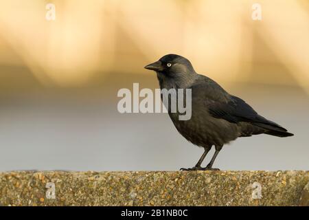 jackdaw (Corvus monedula), sitting on a wall, Germany Stock Photo