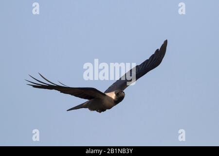 house crow (Corvus splendens), in flight, Oman Stock Photo