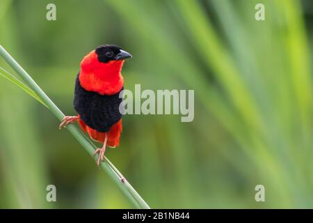 Northern Red Bishop (Euplectes franciscanus), perched on a plant, Africa Stock Photo