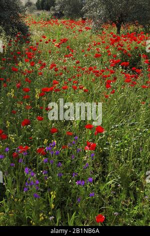 Wild red poppy blooms in front a vineyard.Seneca Lake.Finger Lakes ...