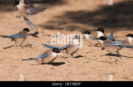 Iberian azure-winged magpie (Cyanopica cooki), group on the ground, Spain Stock Photo