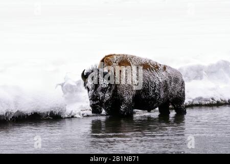 American bison, buffalo (Bison bison), standing in shallow water in freezing cold, side view, USA, Wyoming, Yellowstone National Park Stock Photo