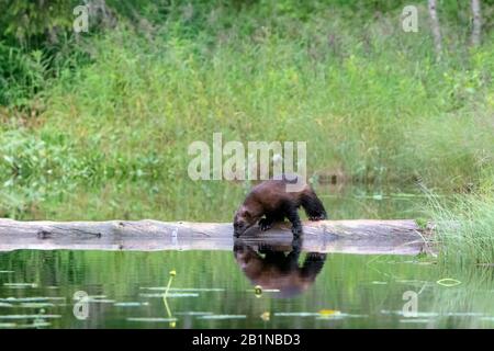 wolverine (Gulo gulo), standing on a dead tree trunk in the water, Finland Stock Photo