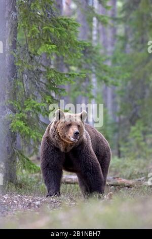 European brown bear (Ursus arctos arctos), in forest, Finland Stock Photo