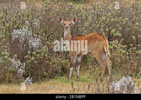 Female Mountain Nyala in the Bale Mountains Ethiopia Stock Photo