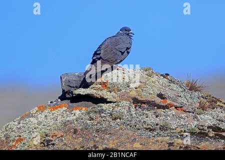 White Collared Pigeon in Ethiopia Stock Photo