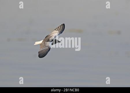 Breeding White-winged Tern in flight in Ethiopia Stock Photo