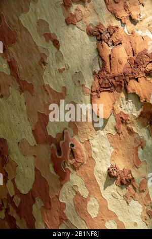Close up of pattern of Eucalyptus bark. Stock Photo