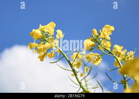 Rapeseed flowers against white clouds and blue sky - close up and low angle view. Stock Photo