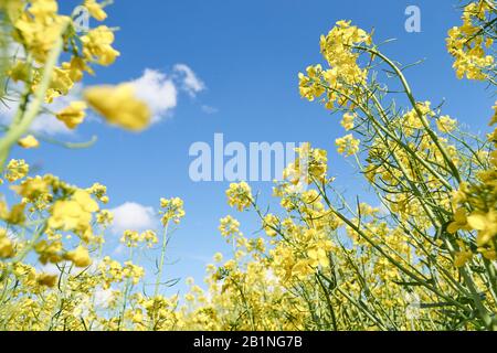 Rapeseed flowers against blue sky - view from low angle.
