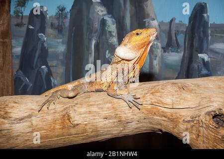 The frilled-necked lizard (Chlamydosaurus kingii), also known commonly as the frilled agama, frilled dragon or frilled lizard, is a species of lizard