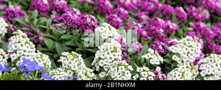 A computer-sized banner of purple and white verbena flowers. Stock Photo