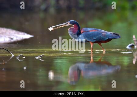 Agami Heron fishing in Costa Rica rainforest. This Heron is rare is very difficult to see. Is the most beautiful and rare Heron of Latin America