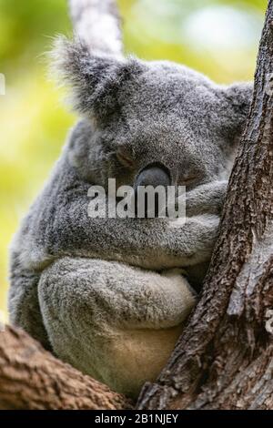 Cute, cuddly koala sleeping in the fork of a native Australian eucalyptus  tree. Head resting on crossed arms. Bokeh background. Stock Photo