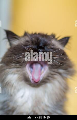 Portrait of a Himalayan cat with an opened mouth, yawning Stock Photo