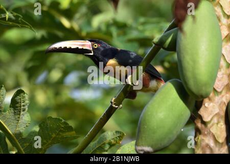 Collared Aracari eating papaya fruit in Costa Rica Stock Photo