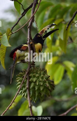Collared Aracari eating tropicalfruit in Costa Rica Stock Photo