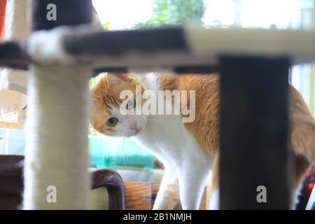 cat find something Stock Photo