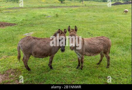 two staring donkeys in field Stock Photo