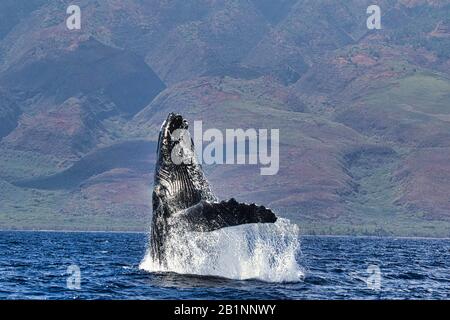 Large powerful humpback whale breaching exhuberantly in the ocean on Maui. Stock Photo