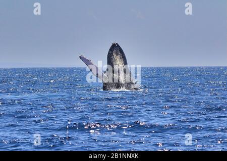 Large powerful humpback whale breaching exuberantly during a whale watch on Maui. Stock Photo