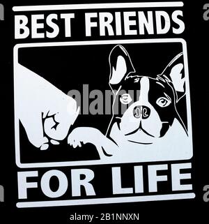 "Best Friends For Life" (with Boston Terrier) logo on rear window of car Stock Photo