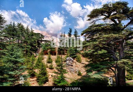 View of cedar forest  and Lebanon Mountains above Bsharri (Bcharre) and the Qadisha Valley, Lebanon. Cedars of God are a UNESCO World Heritage Site. Stock Photo