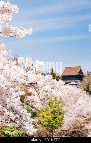 Yoshino mountain Yoshimizu Shrine with spring cherry blossoms in Nara, Japan Stock Photo