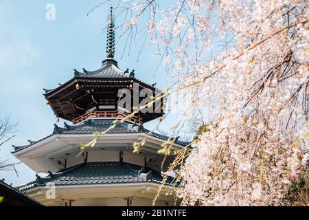 Yoshino mountain Kinpusen-ji temple with spring cherry blossoms in Nara, Japan Stock Photo