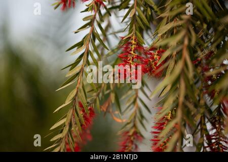 Flower Callistemon on background bokeh, Bottlebrushes Stock Photo