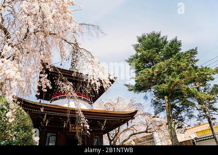 Nara, Japan - April 7, 2019 : Yoshino mountain Tonan-in temple with spring cherry blossoms Stock Photo