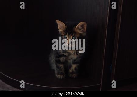 Cute charcoal bengal kitty cat sitting on the floor at home Stock Photo